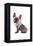 Frenchie VII-Amanda Greenwood-Framed Stretched Canvas