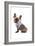 Frenchie VII-Amanda Greenwood-Framed Art Print