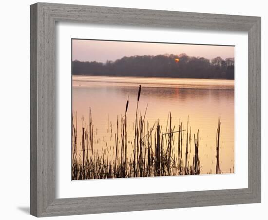 Frensham Great Pond at Sunset with Reeds in Foreground, Frensham, Surrey, England-Pearl Bucknell-Framed Photographic Print