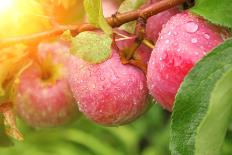 Rain Drops on Ripe Apples-frenta-Photographic Print