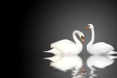 Two White Swans On Black Background-frenta-Framed Art Print