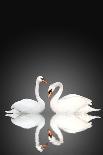 Two White Swans On Black Background-frenta-Framed Art Print