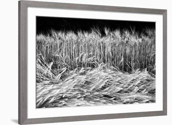 Frenzied Fields-Markus Lange-Framed Giclee Print