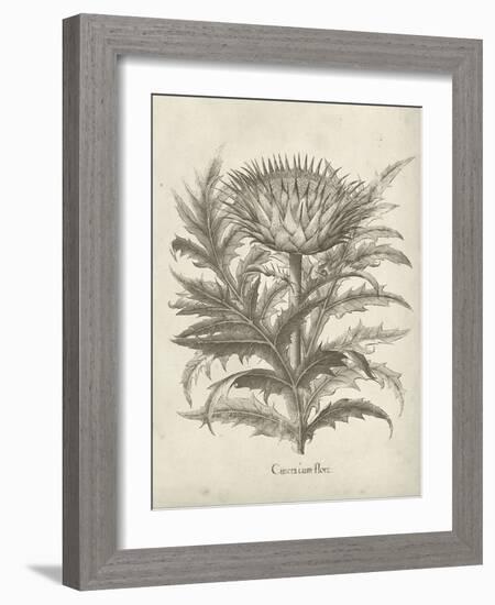 Fresco Artichoke I-Vision Studio-Framed Art Print