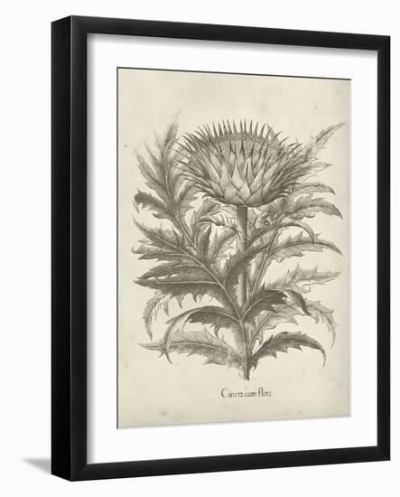 Fresco Artichoke I-Vision Studio-Framed Art Print