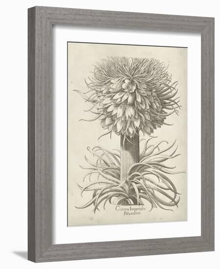 Fresco Crown Imperial I-Vision Studio-Framed Art Print