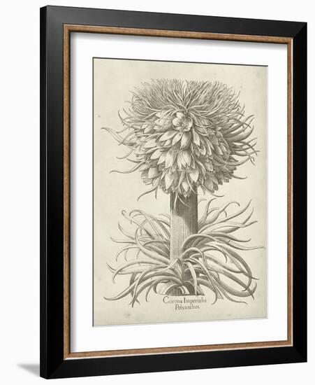 Fresco Crown Imperial I-Vision Studio-Framed Art Print