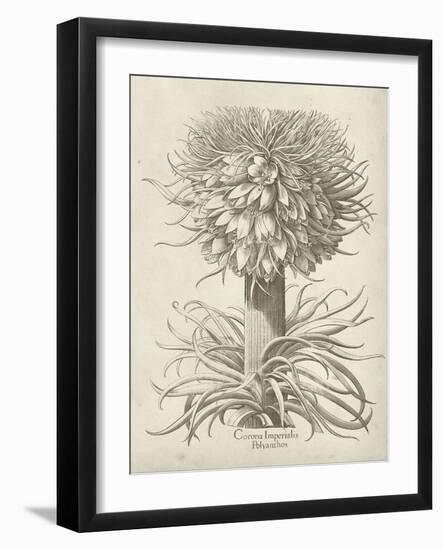 Fresco Crown Imperial I-Vision Studio-Framed Art Print