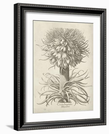 Fresco Crown Imperial I-Vision Studio-Framed Art Print