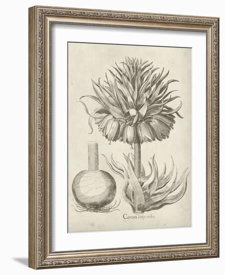 Fresco Crown Imperial II-Vision Studio-Framed Art Print