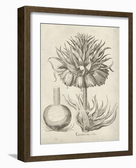 Fresco Crown Imperial II-Vision Studio-Framed Art Print