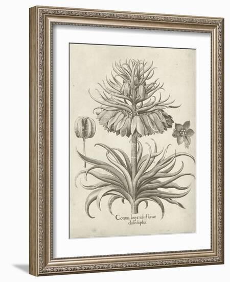 Fresco Crown Imperial III-Vision Studio-Framed Art Print