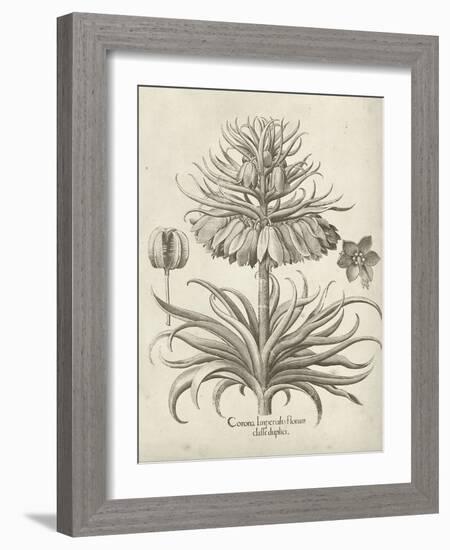 Fresco Crown Imperial III-Vision Studio-Framed Art Print