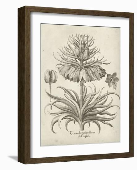 Fresco Crown Imperial III-Vision Studio-Framed Art Print