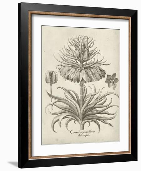 Fresco Crown Imperial III-Vision Studio-Framed Art Print