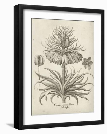 Fresco Crown Imperial III-Vision Studio-Framed Art Print