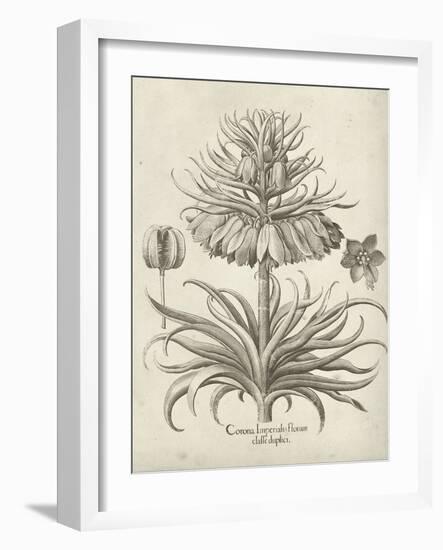 Fresco Crown Imperial III-Vision Studio-Framed Art Print