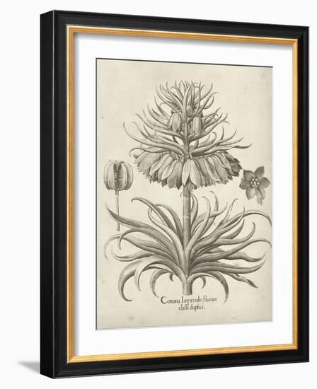 Fresco Crown Imperial III-Vision Studio-Framed Art Print