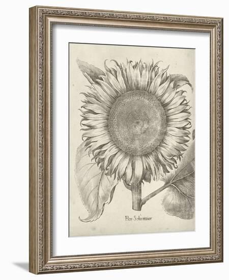 Fresco Sunflower I-Vision Studio-Framed Art Print