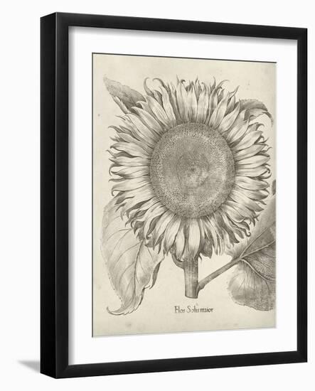 Fresco Sunflower I-Vision Studio-Framed Art Print