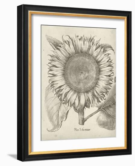 Fresco Sunflower I-Vision Studio-Framed Art Print