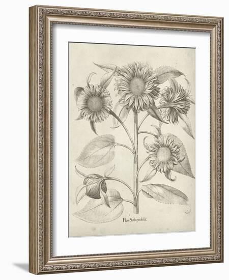 Fresco Sunflower II-Vision Studio-Framed Art Print