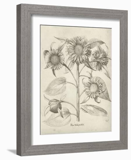 Fresco Sunflower II-Vision Studio-Framed Art Print