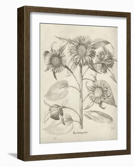 Fresco Sunflower II-Vision Studio-Framed Art Print