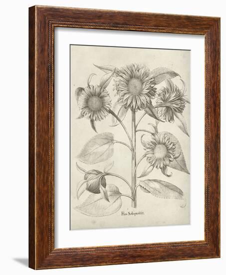 Fresco Sunflower II-Vision Studio-Framed Art Print