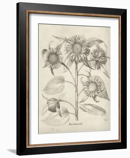 Fresco Sunflower II-Vision Studio-Framed Art Print