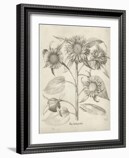 Fresco Sunflower II-Vision Studio-Framed Art Print