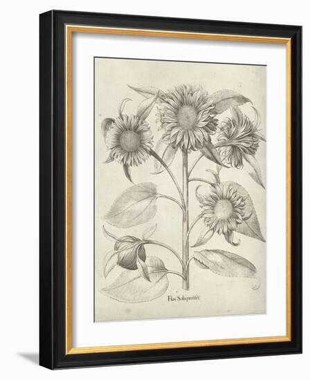 Fresco Sunflower II-Vision Studio-Framed Art Print