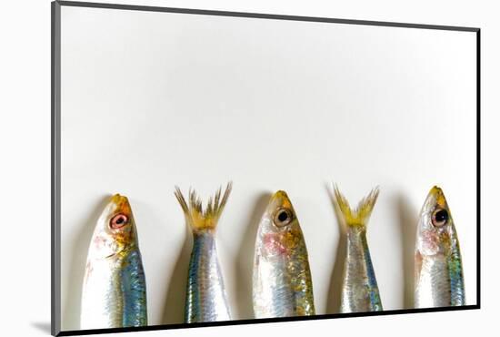 Fresh Anchovies on White Background-Nico Tondini-Mounted Photographic Print