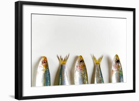 Fresh Anchovies on White Background-Nico Tondini-Framed Photographic Print