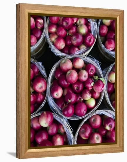 Fresh Apples, Beulah, Lake Michigan Shore, Michigan, USA-Walter Bibikow-Framed Premier Image Canvas