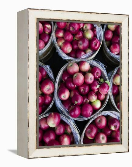 Fresh Apples, Beulah, Lake Michigan Shore, Michigan, USA-Walter Bibikow-Framed Premier Image Canvas