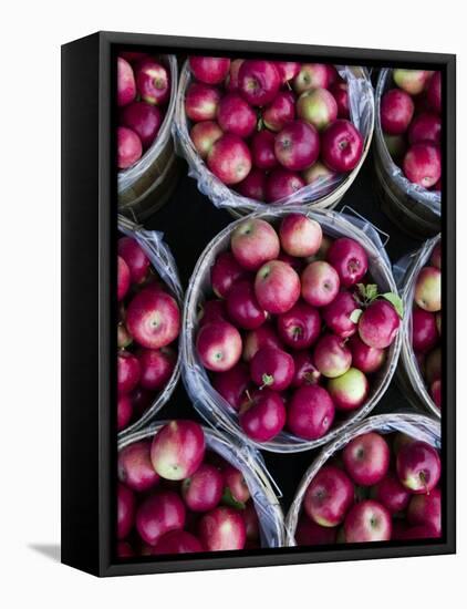 Fresh Apples, Beulah, Lake Michigan Shore, Michigan, USA-Walter Bibikow-Framed Premier Image Canvas