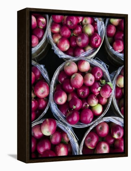 Fresh Apples, Beulah, Lake Michigan Shore, Michigan, USA-Walter Bibikow-Framed Premier Image Canvas