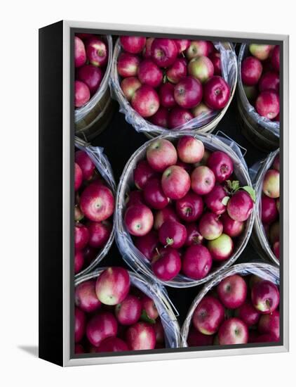 Fresh Apples, Beulah, Lake Michigan Shore, Michigan, USA-Walter Bibikow-Framed Premier Image Canvas