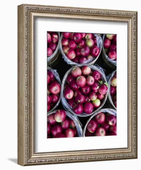 Fresh Apples, Beulah, Lake Michigan Shore, Michigan, USA-Walter Bibikow-Framed Photographic Print