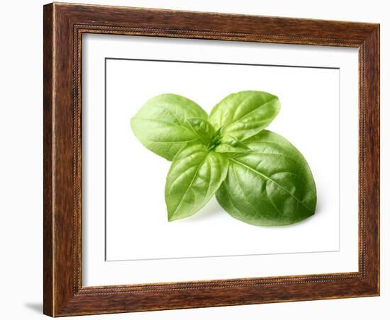 Fresh Basil Leaves in Closeup-dionisvera-Framed Photographic Print