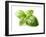 Fresh Basil Leaves in Closeup-dionisvera-Framed Photographic Print