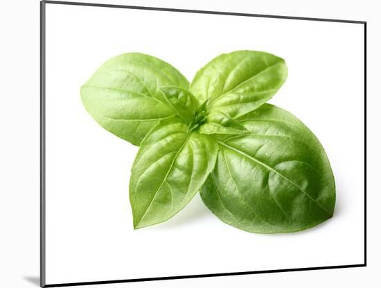 Fresh Basil Leaves in Closeup-dionisvera-Mounted Photographic Print