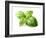 Fresh Basil Leaves in Closeup-dionisvera-Framed Photographic Print