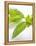 Fresh Basil-Malgorzata Stepien-Framed Premier Image Canvas