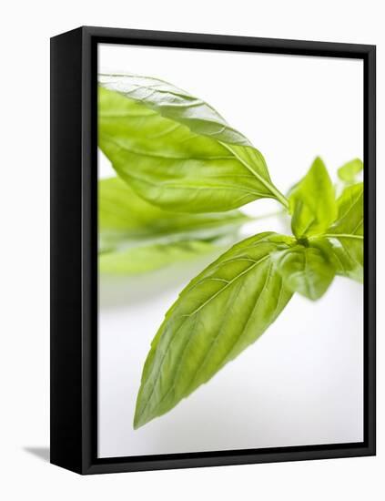 Fresh Basil-Malgorzata Stepien-Framed Premier Image Canvas