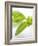 Fresh Basil-Malgorzata Stepien-Framed Photographic Print