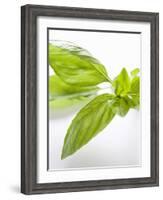 Fresh Basil-Malgorzata Stepien-Framed Photographic Print