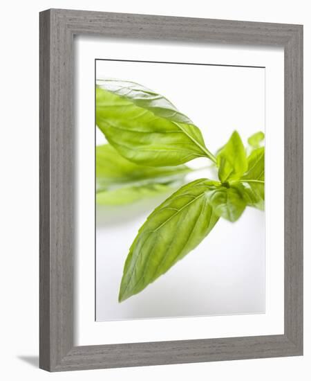 Fresh Basil-Malgorzata Stepien-Framed Photographic Print