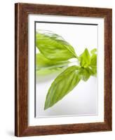 Fresh Basil-Malgorzata Stepien-Framed Photographic Print